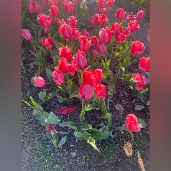 Meet your Posher, SoPosh - Picture 1 of 1